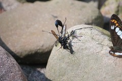 Eremnophila