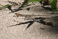 Kentropyx altamazonica