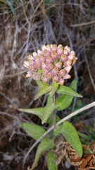 Pluchea odorata odorata