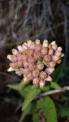 Pluchea odorata odorata