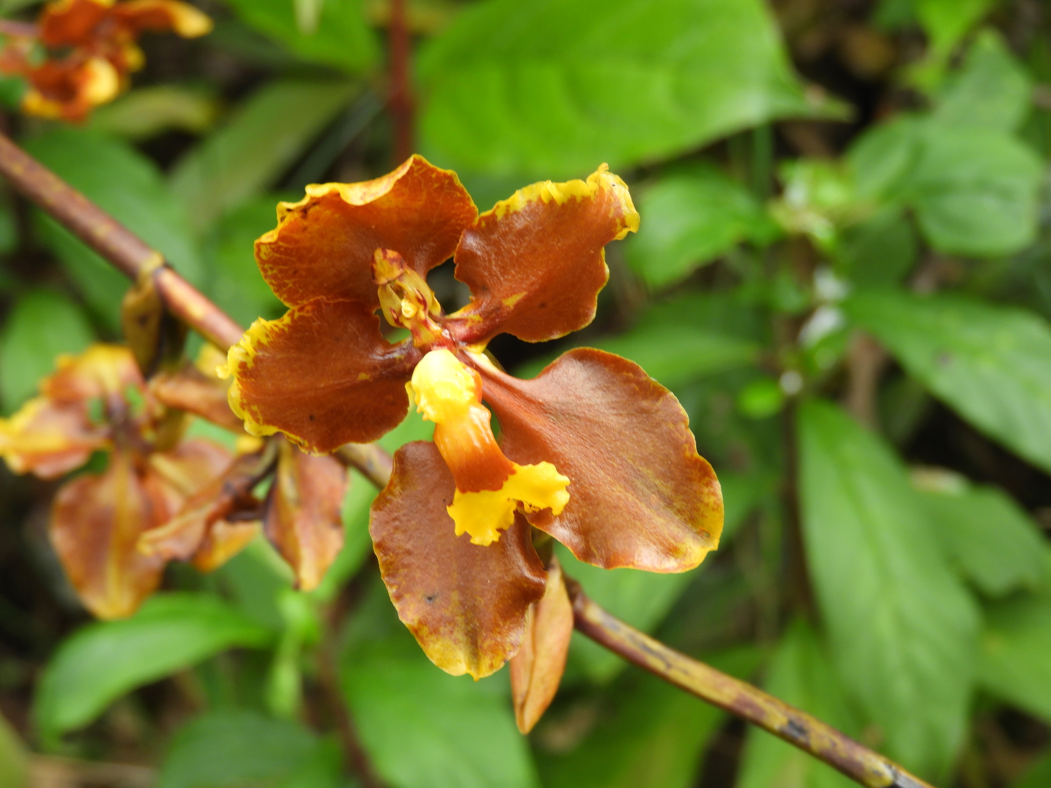 Cyrtochilum diceratum (Lindl.) Kraenzl. 2