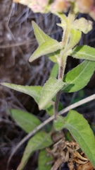 Pluchea odorata odorata