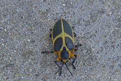 Mecistomela marginata