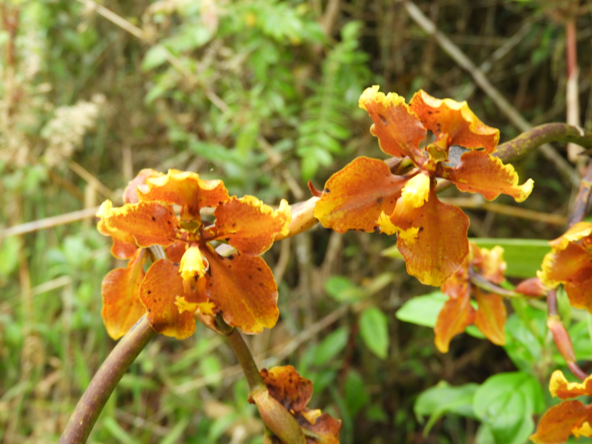 Cyrtochilum diceratum (Lindl.) Kraenzl. 3