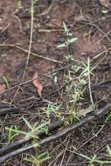 Alternanthera denticulata