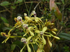 Epidendrum scytocladium