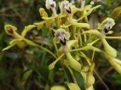 Epidendrum scytocladium