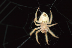Eriophora edax