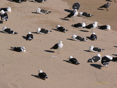 Larus dominicanus