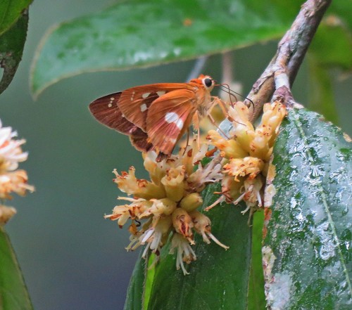 Dumeril Skipper