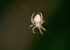 Eriophora edax
