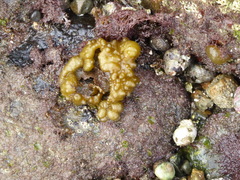 Colpomenia tuberculata