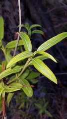 Lyonothamnus floribundus floribundus