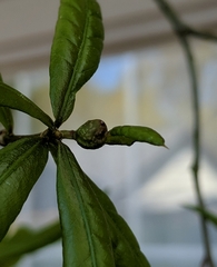 Dryocosmus quercuslaurifoliae