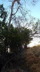 Lyonothamnus floribundus floribundus