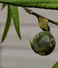 Dryocosmus quercuslaurifoliae