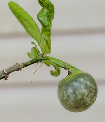 Dryocosmus quercuslaurifoliae