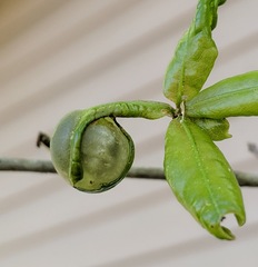 Dryocosmus quercuslaurifoliae