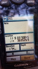 Lyonothamnus floribundus floribundus