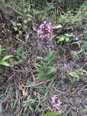 Epidendreae