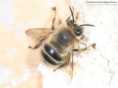 Anthophora melanognatha