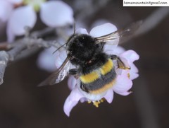 Bombus ganjsuensis