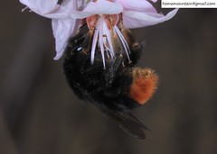 Bombus ignitus