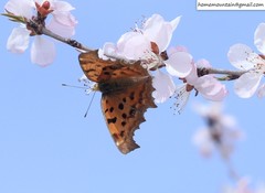 Polygonia c-aureum lunulata