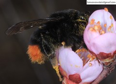 Bombus ignitus