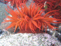 Anemonia alicemartinae