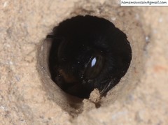 Anthophora villosula