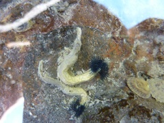 Spirobranchus cariniferus