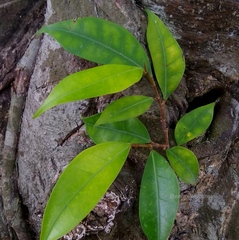 Ficus ampelos