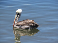 Pelecanus thagus