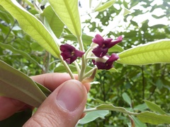 Pittosporum ralphii