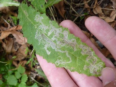 Stigmella ogygia