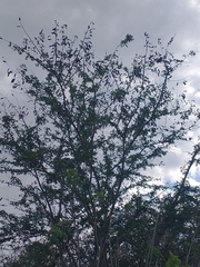 Havardia albicans