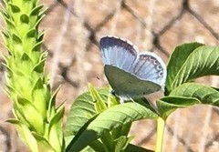 Cupido amyntula