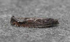 Pseudexentera mali