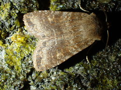 Lithophane semiusta