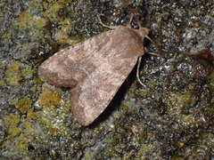Lithophane semiusta