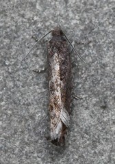 Pseudexentera mali