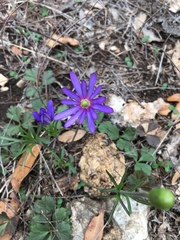 Anemonoides apennina