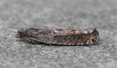 Pseudexentera mali