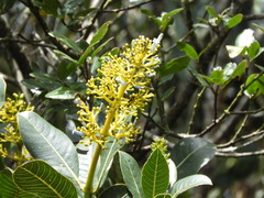 Palicourea weberbaueri