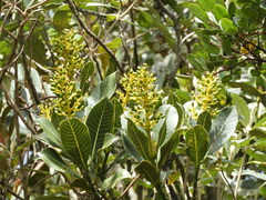 Palicourea weberbaueri