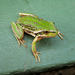 Southern Bell Frog - Photo (c) Dave Young, some rights reserved (CC BY)