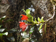 Fernandezia