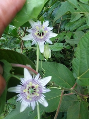 Passiflora morifolia