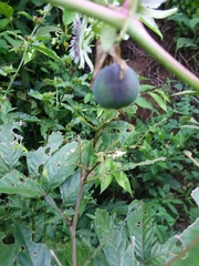 Passiflora morifolia